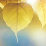 yellow leaf