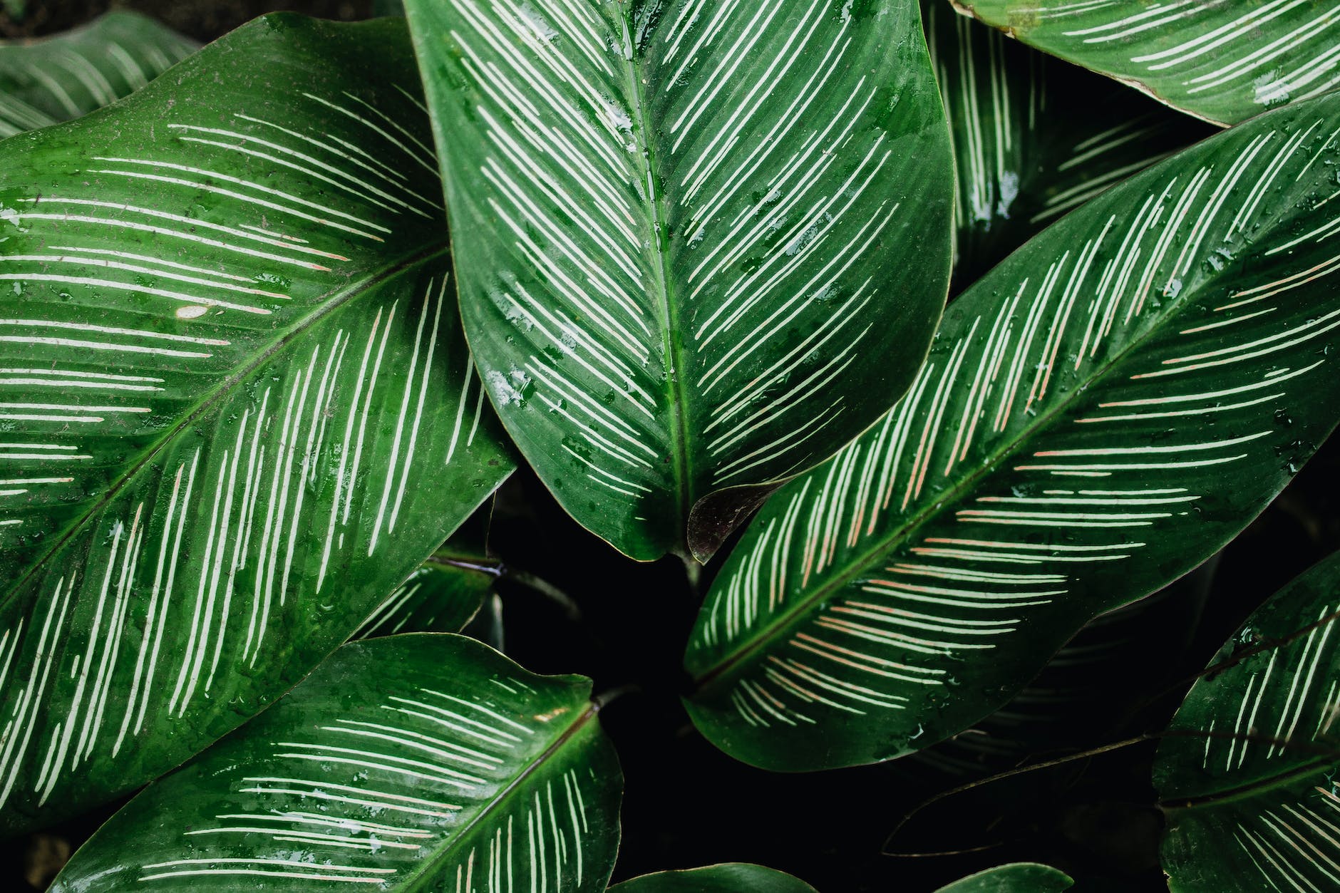 ESG investing interview Victor Basta DAI Magister